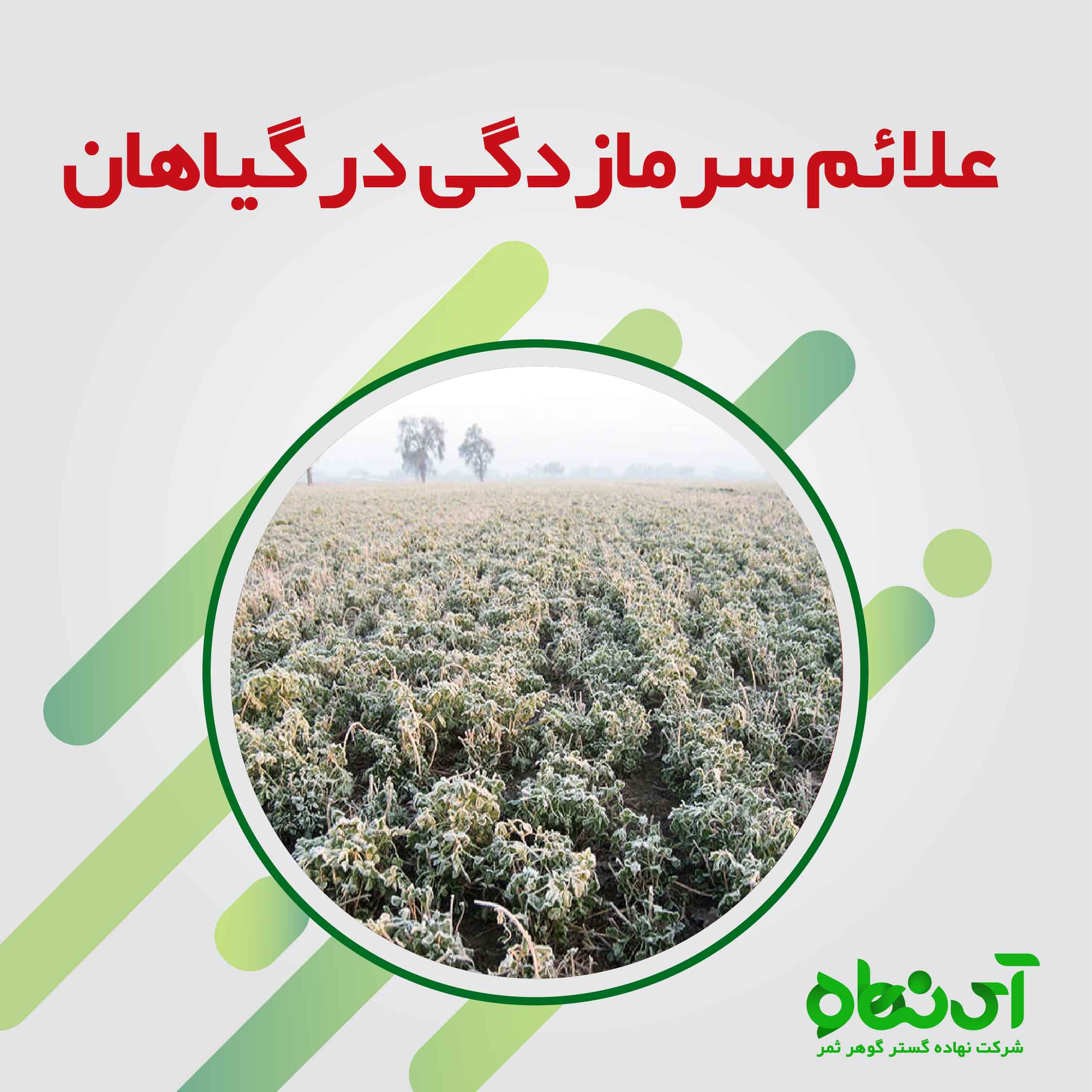 علایم سرمازدگی در گیاهان